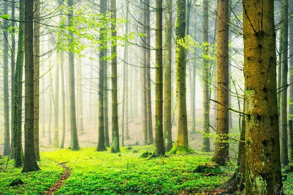 Swiss forest on a foggy spring morning