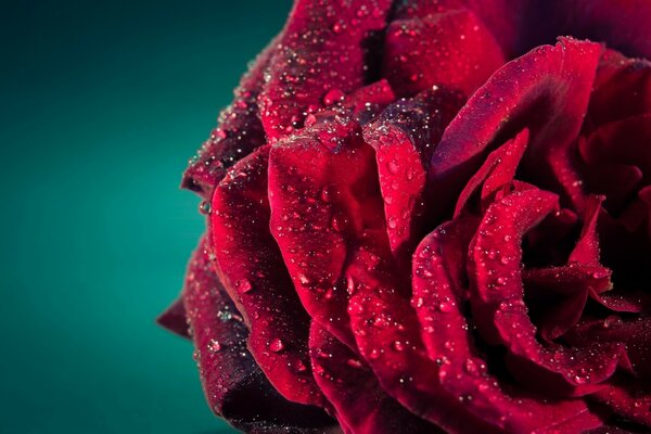 Zbliżenie pączka róży z rosą na płatkach