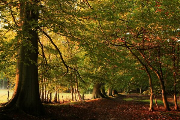 Route dans la forêt d automne dense