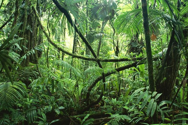 Тропические джунгли зелёного цвета