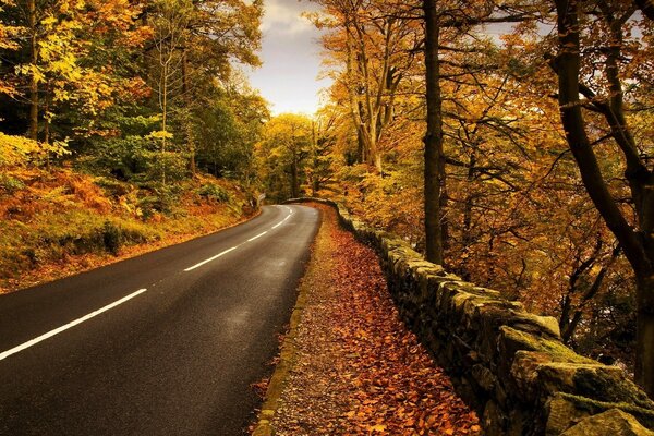 Autostrada non larga nella foresta autunnale