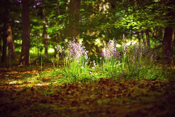 Schöne Blumen blühen im Wald