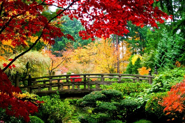 Puente de madera en el bosque de otoño