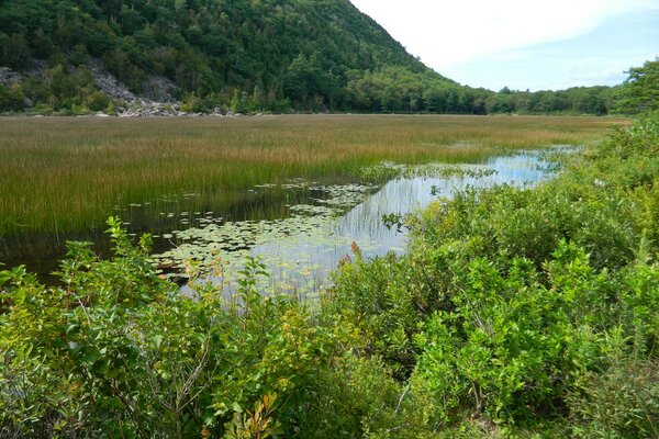 Bewachsener Teich am grünen Hügel