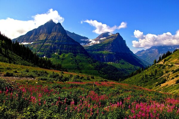 Flower meadow on the background of mountains