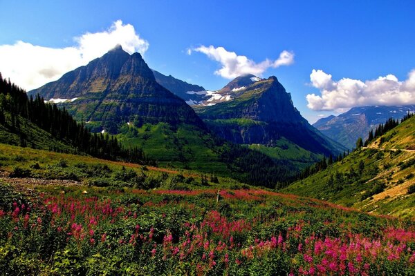 Pradera de flores en el fondo de las montañas