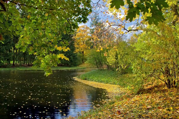 Lake with autumn leaves