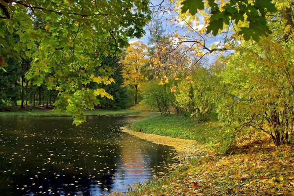 Lago con foglie d autunno