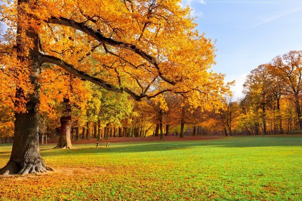 Hermoso parque de otoño con follaje