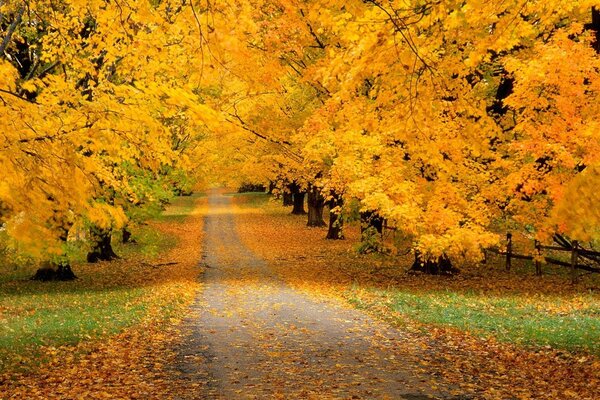 Der Weg in einen schönen Herbstwald