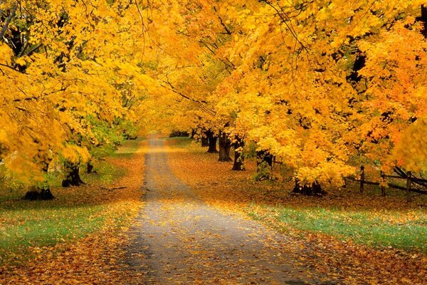 La strada per la bellissima foresta autunnale