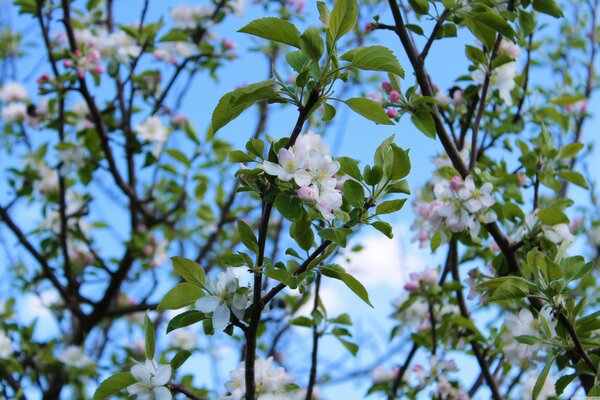 Árbol en flor contra el cielo azul