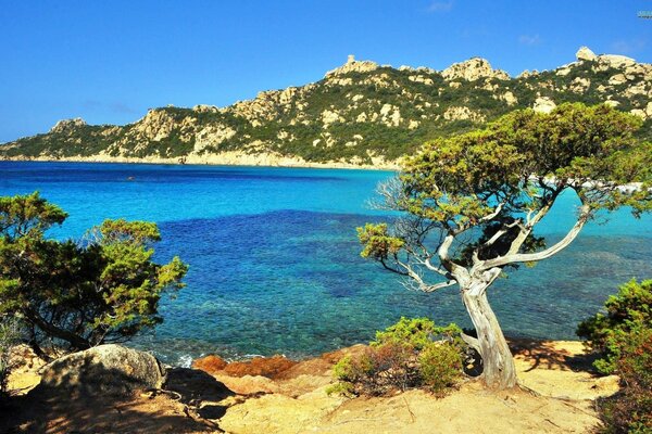 Splendida natura Dell isola della Corsica