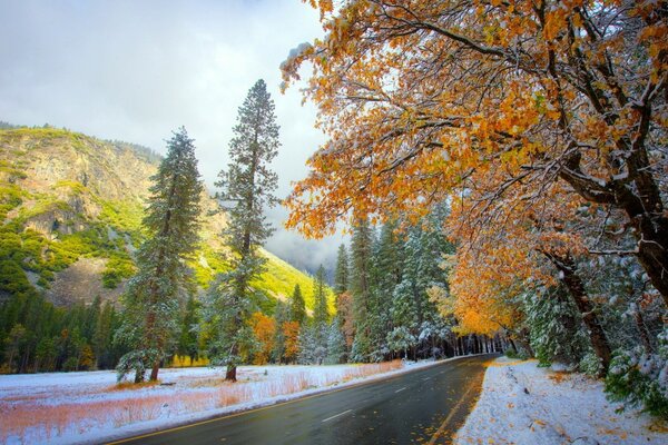 The trees were dusted with snow. Road and forest