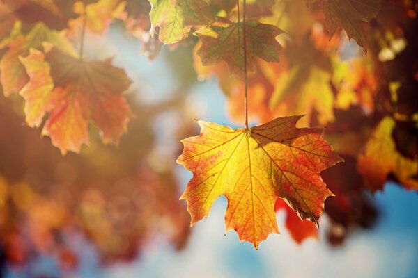 Macro disparo de hojas de arce de otoño
