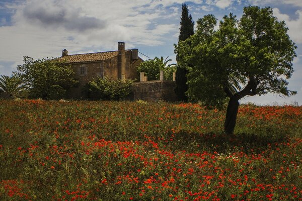 Casa in un prato di papaveri a Maiorca