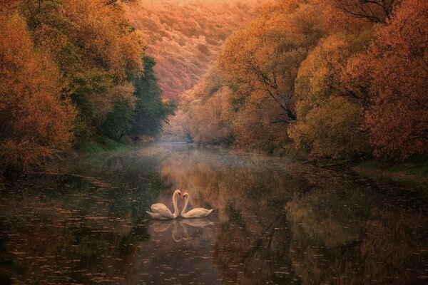 Dos cisnes en el lago en otoño