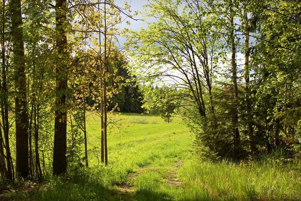 Journée ensoleillée dans la forêt d été