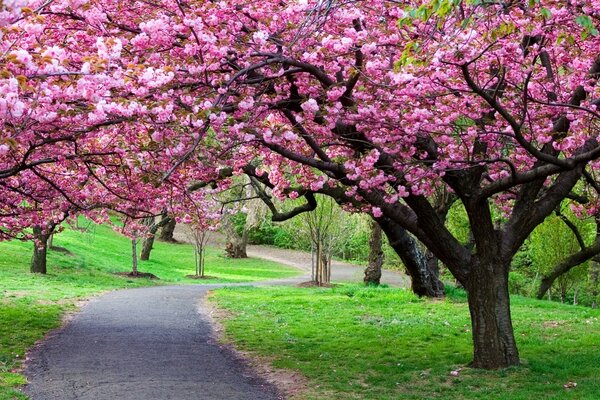 Frühlingshafte Sakura. Ruheplatz