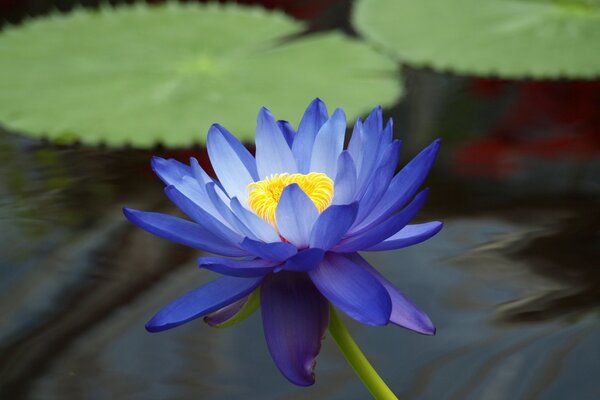 Fiore blu in acqua. Ninfea