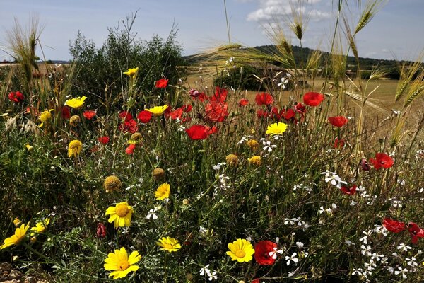 Yellow flowers and poppies in the ears