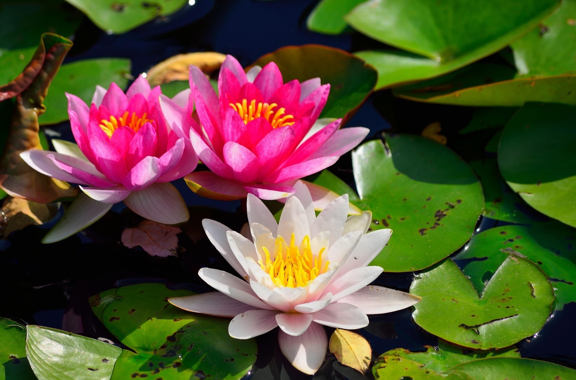 heet pond water lilies light water