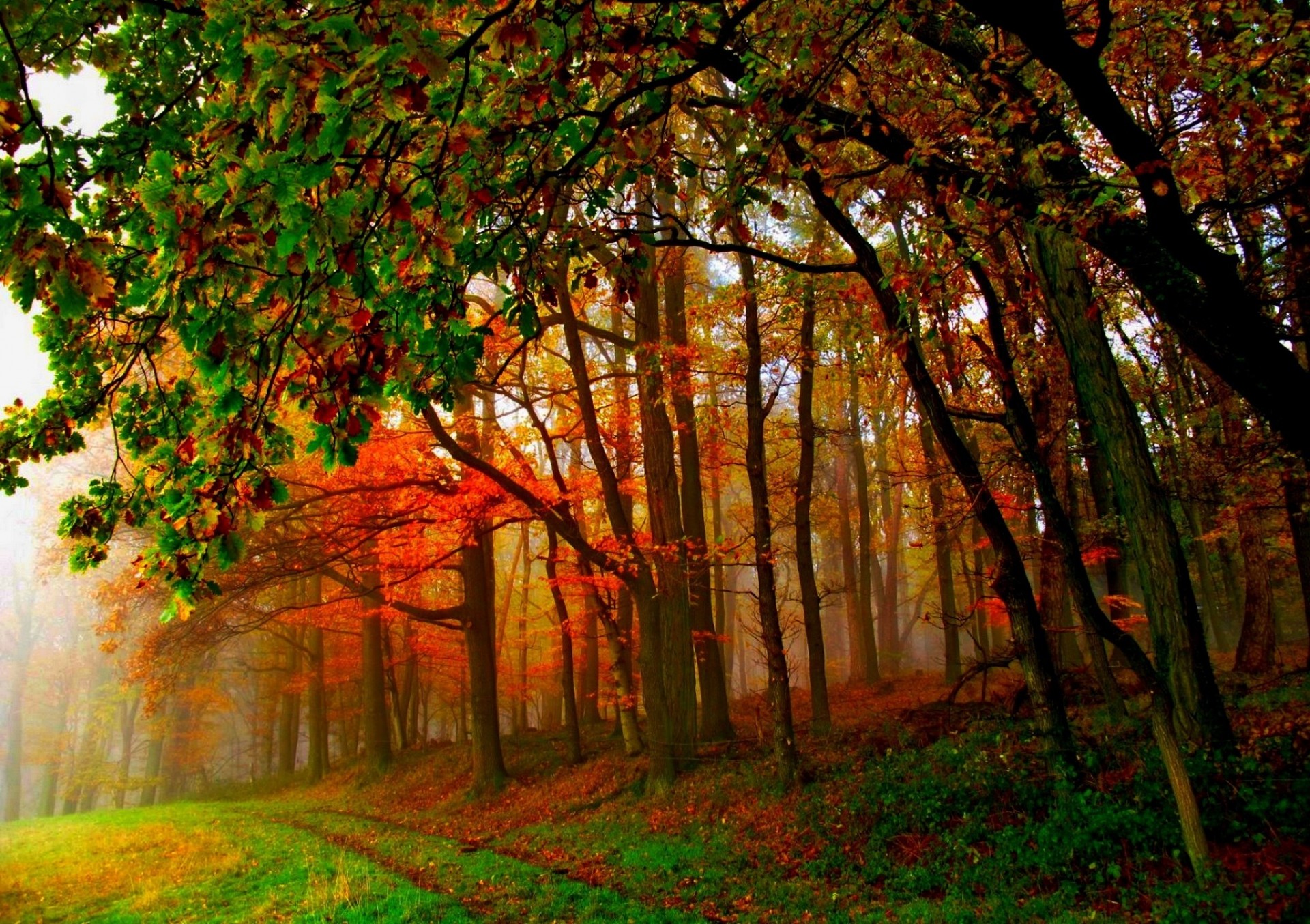 foglia multicolore alberi strada natura foresta parco palme autunno sentiero vernice passeggiata