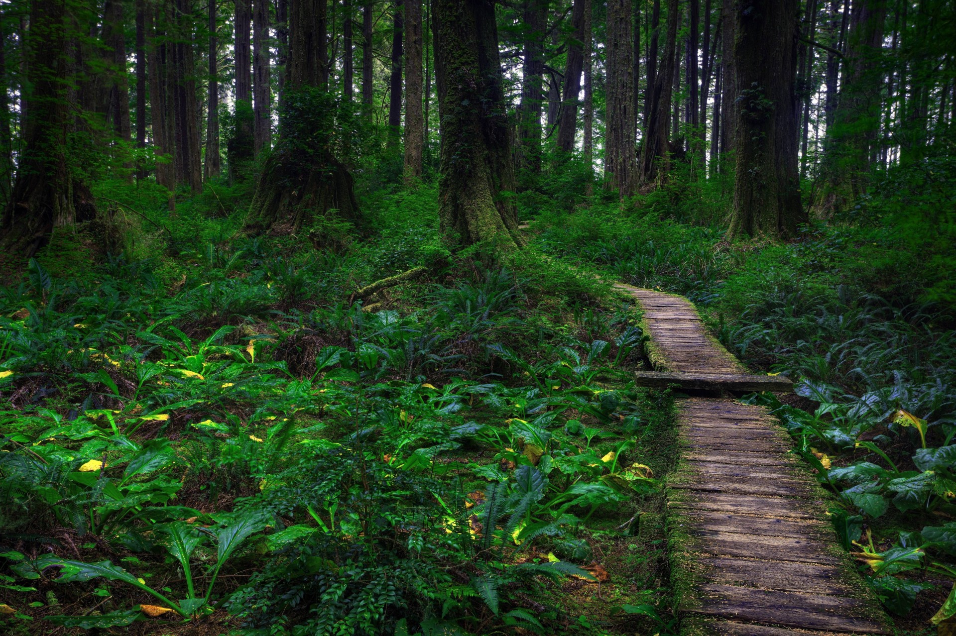 foresta alberi natura