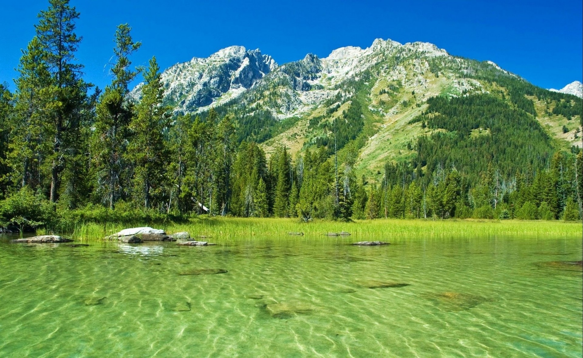 nature forest wyoming mountain