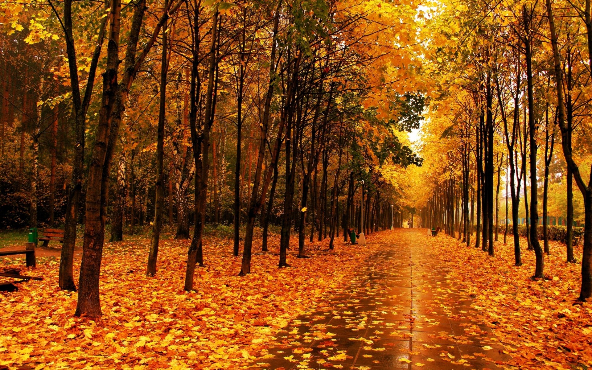 bagnato piastrelle alberi parco vicolo autunno sentiero