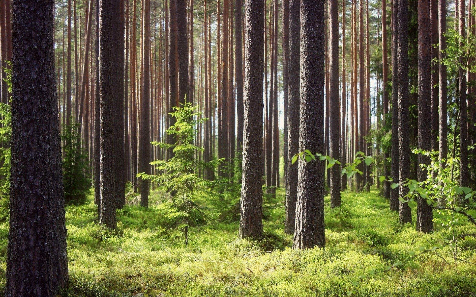 erba foresta cucciolo fusione pino