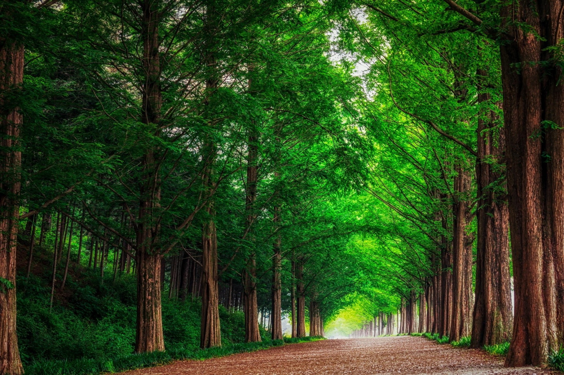 landscape nature tree forest road south korea alley