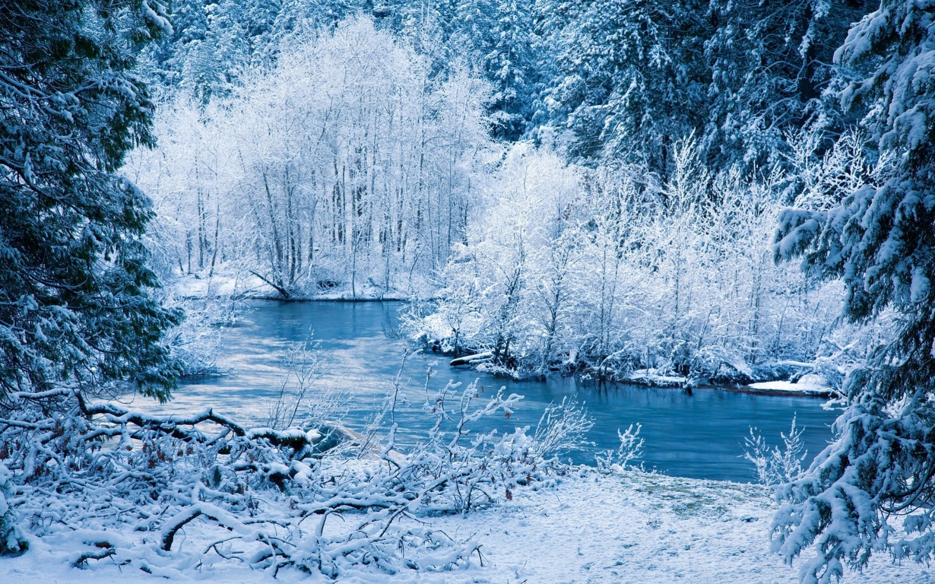 dickicht schnee eis winter flüsse zweige büsche zweig neujahr