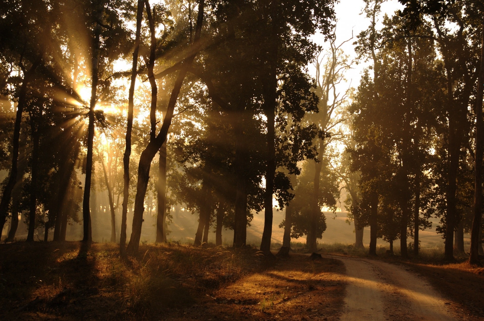 nature rays light morning forest suburb sun road