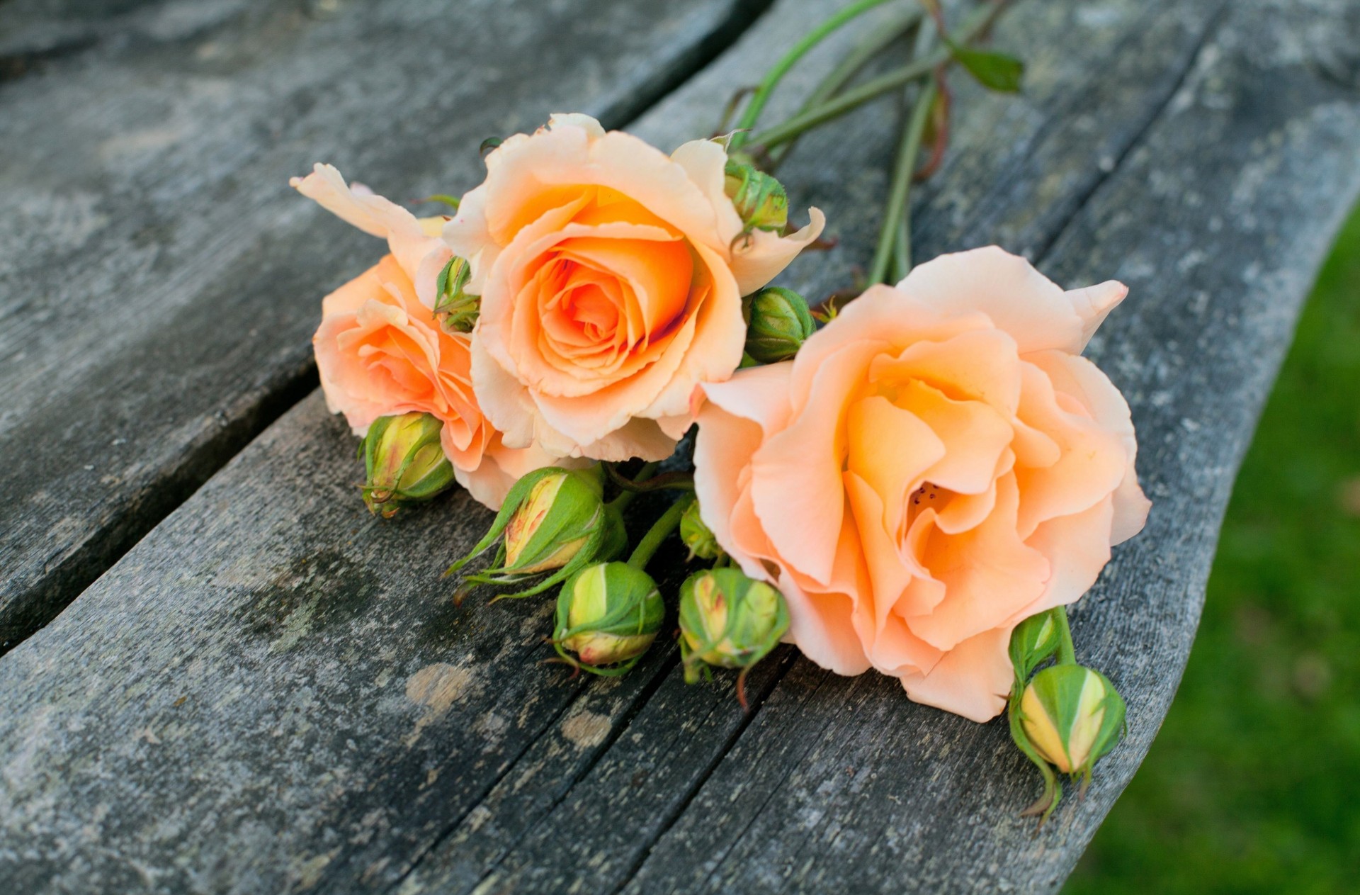 weet flower full screen widescreen orange background wallpaper green petal