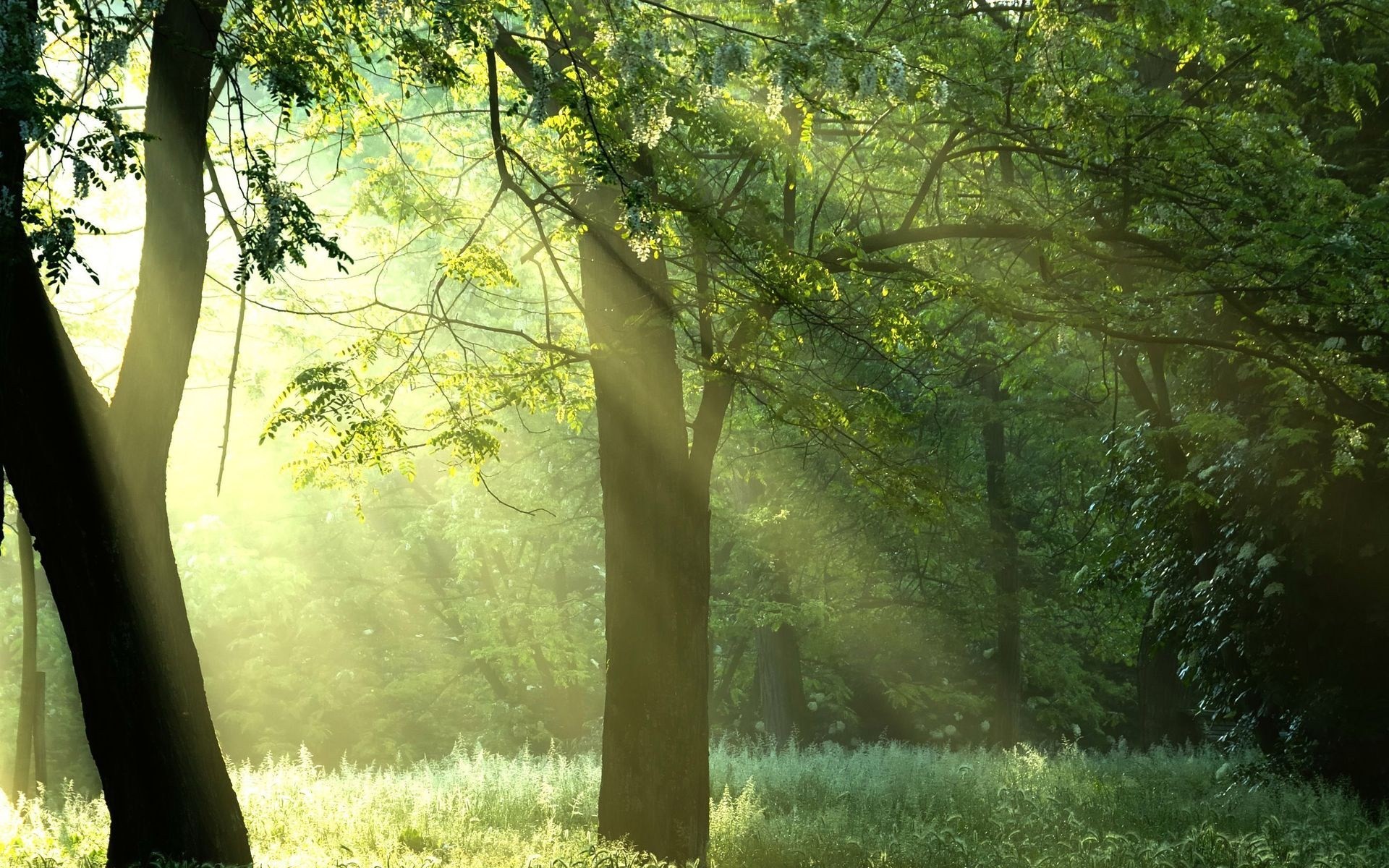 sole foresta alberi estate verde