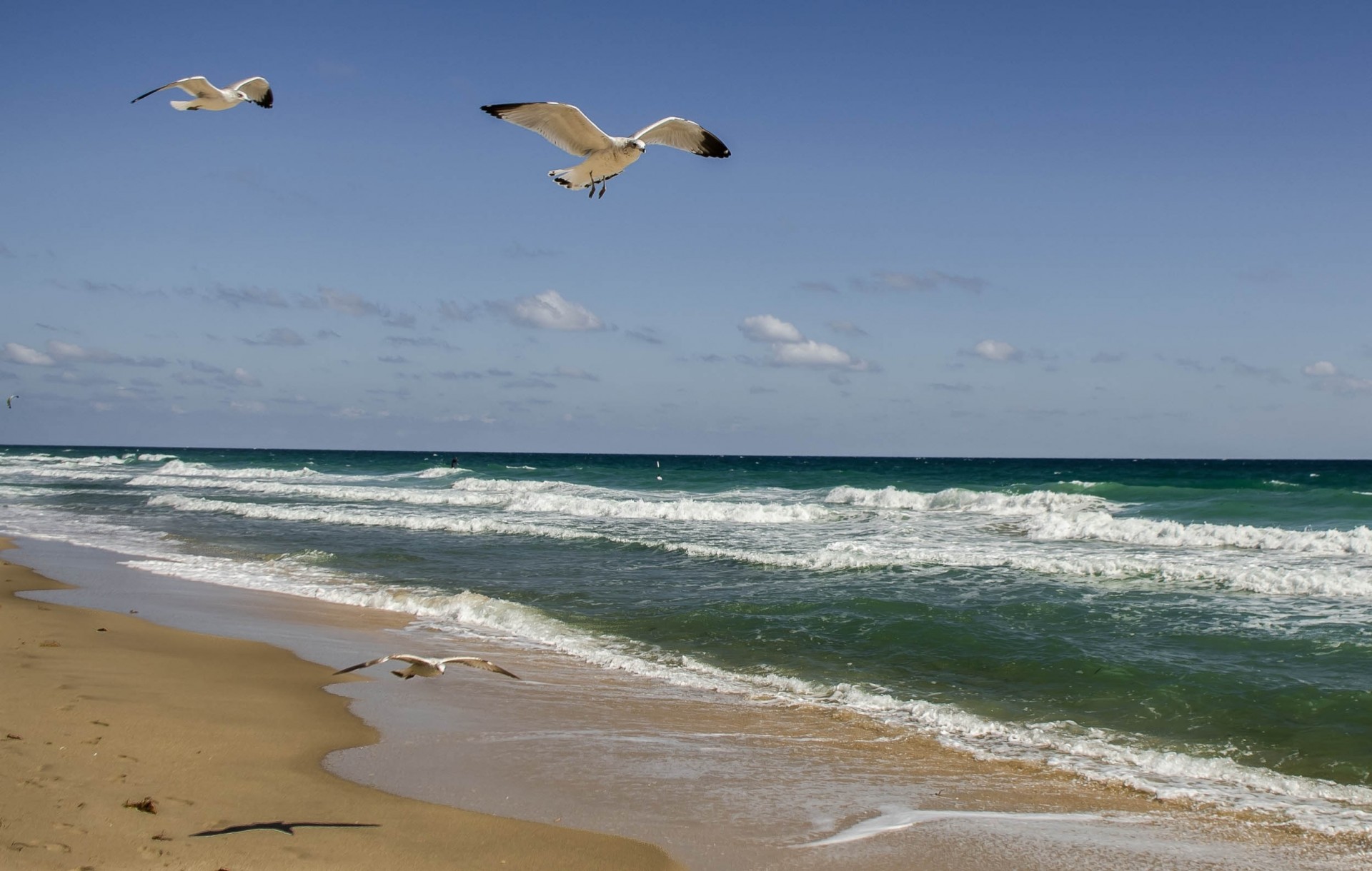 mar paisaje costa gaviotas