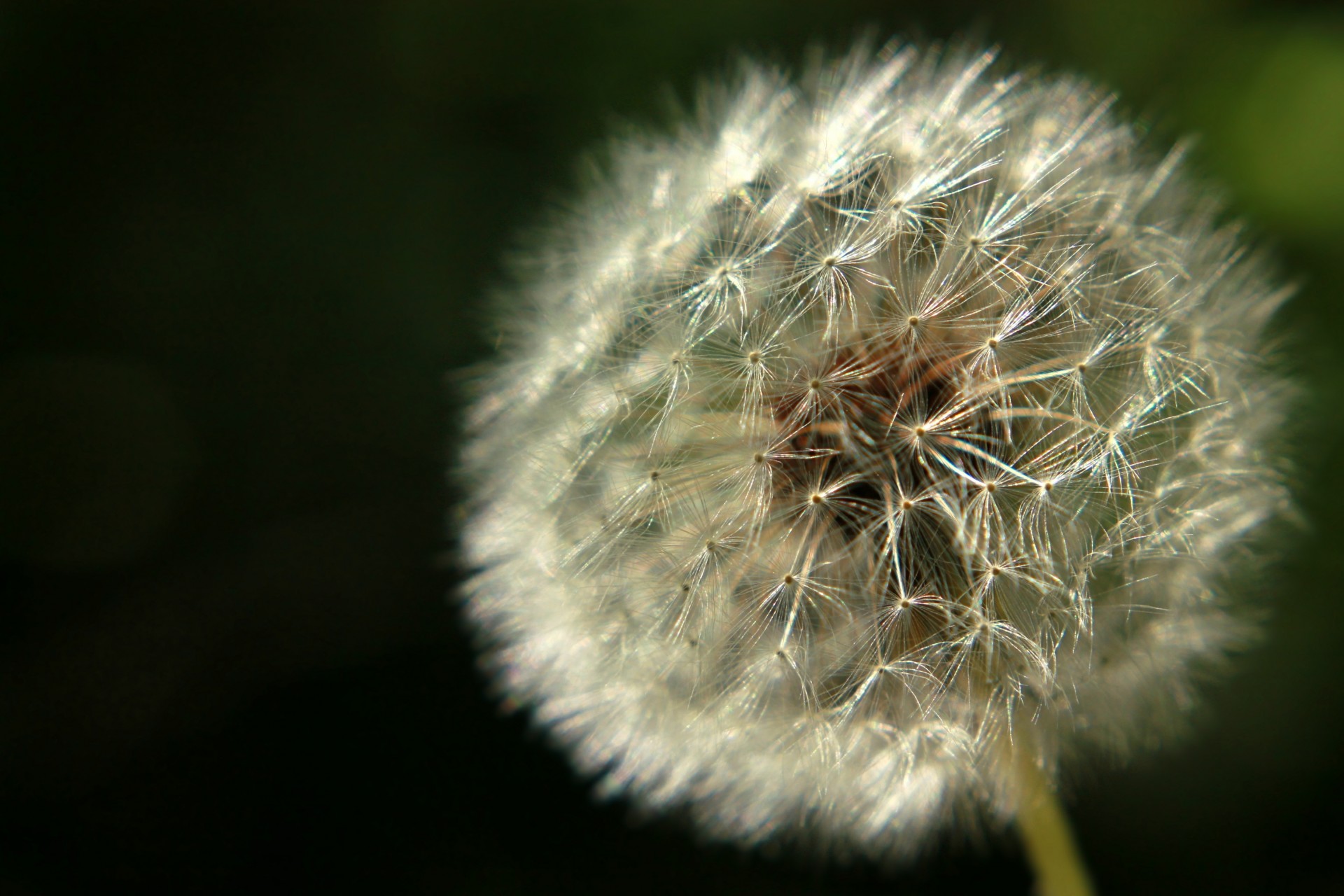 nature grass summer dandelion close up plant