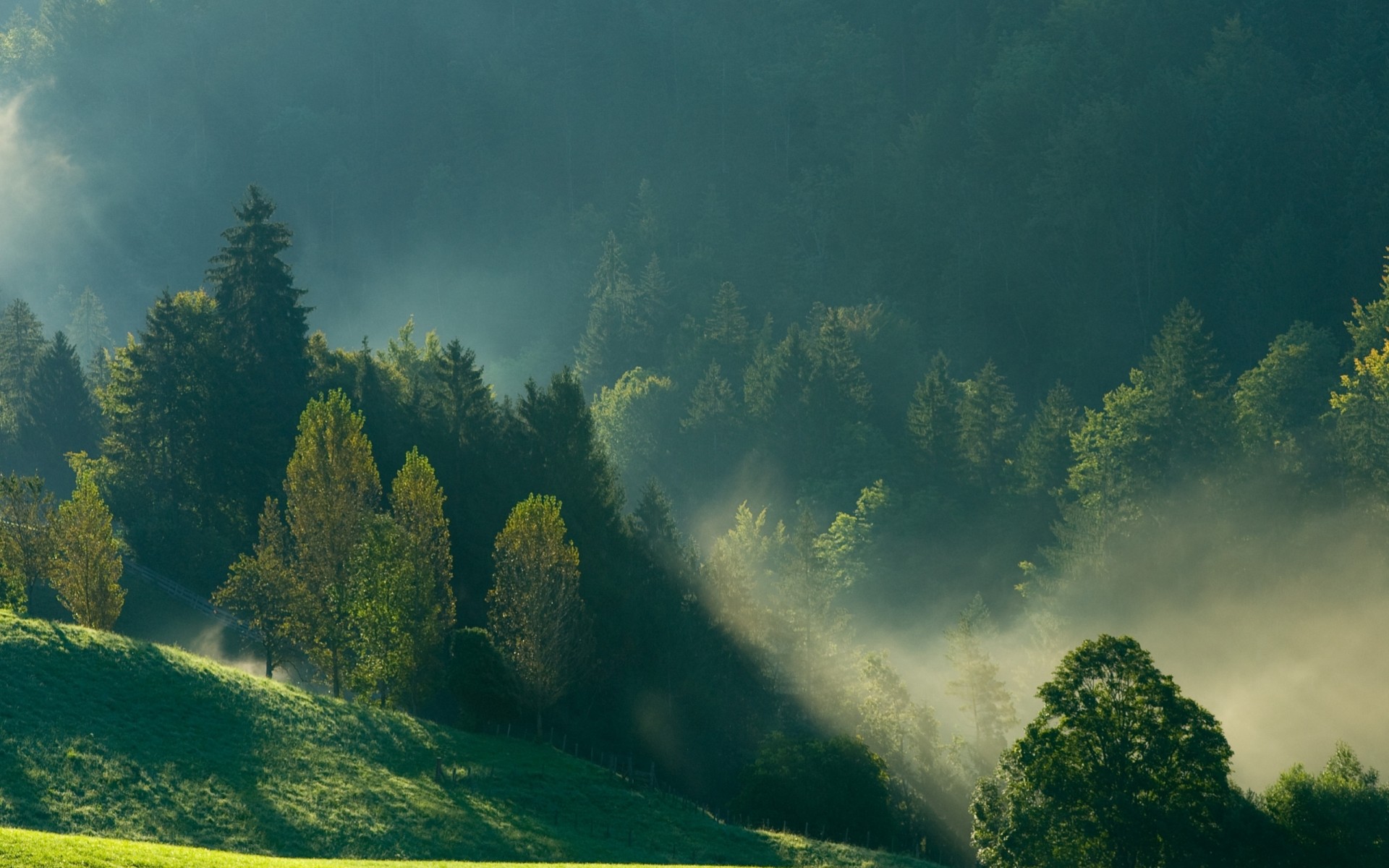 morgen berge nebel wald natur