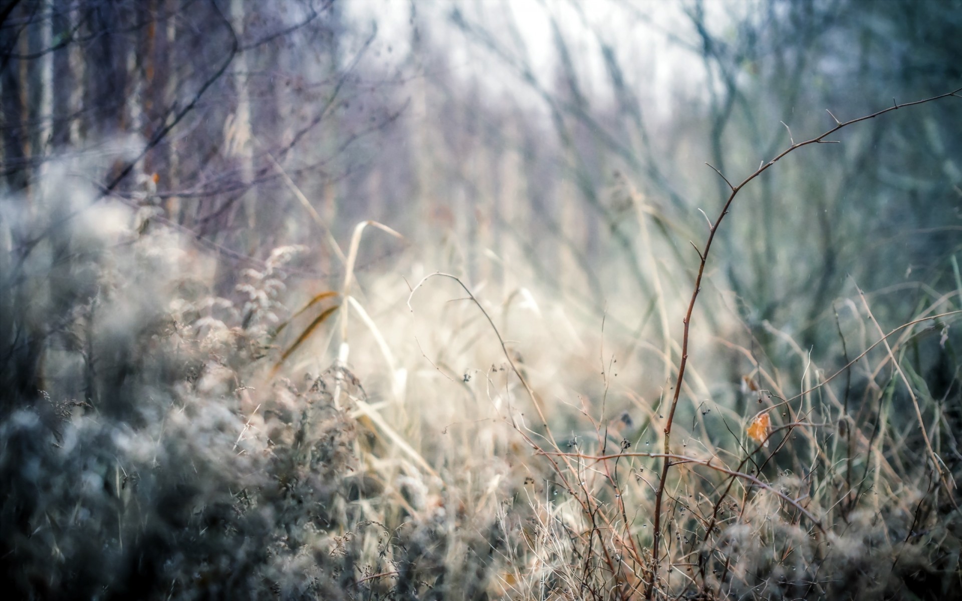 hintergrund wald natur