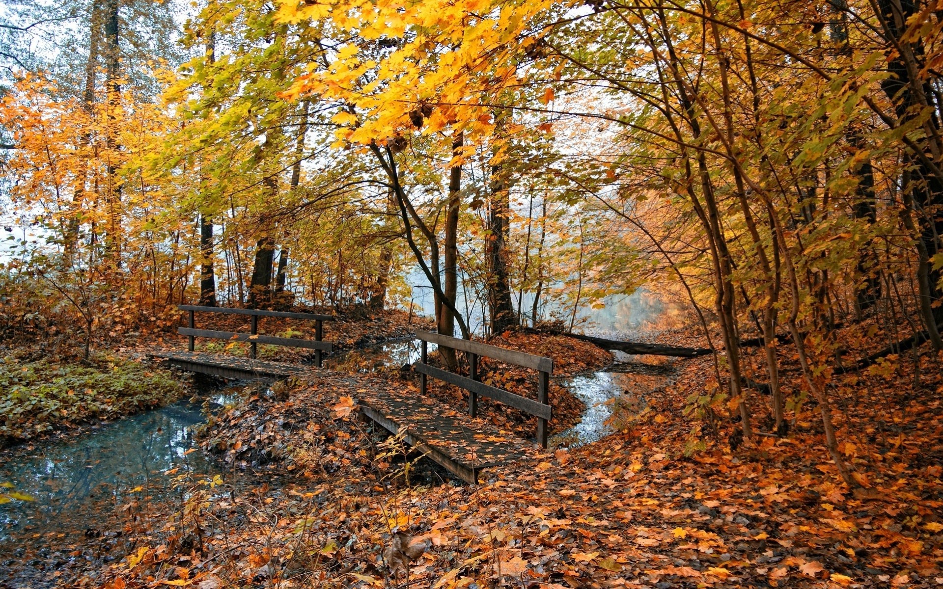 herbst bäume landschaften wald