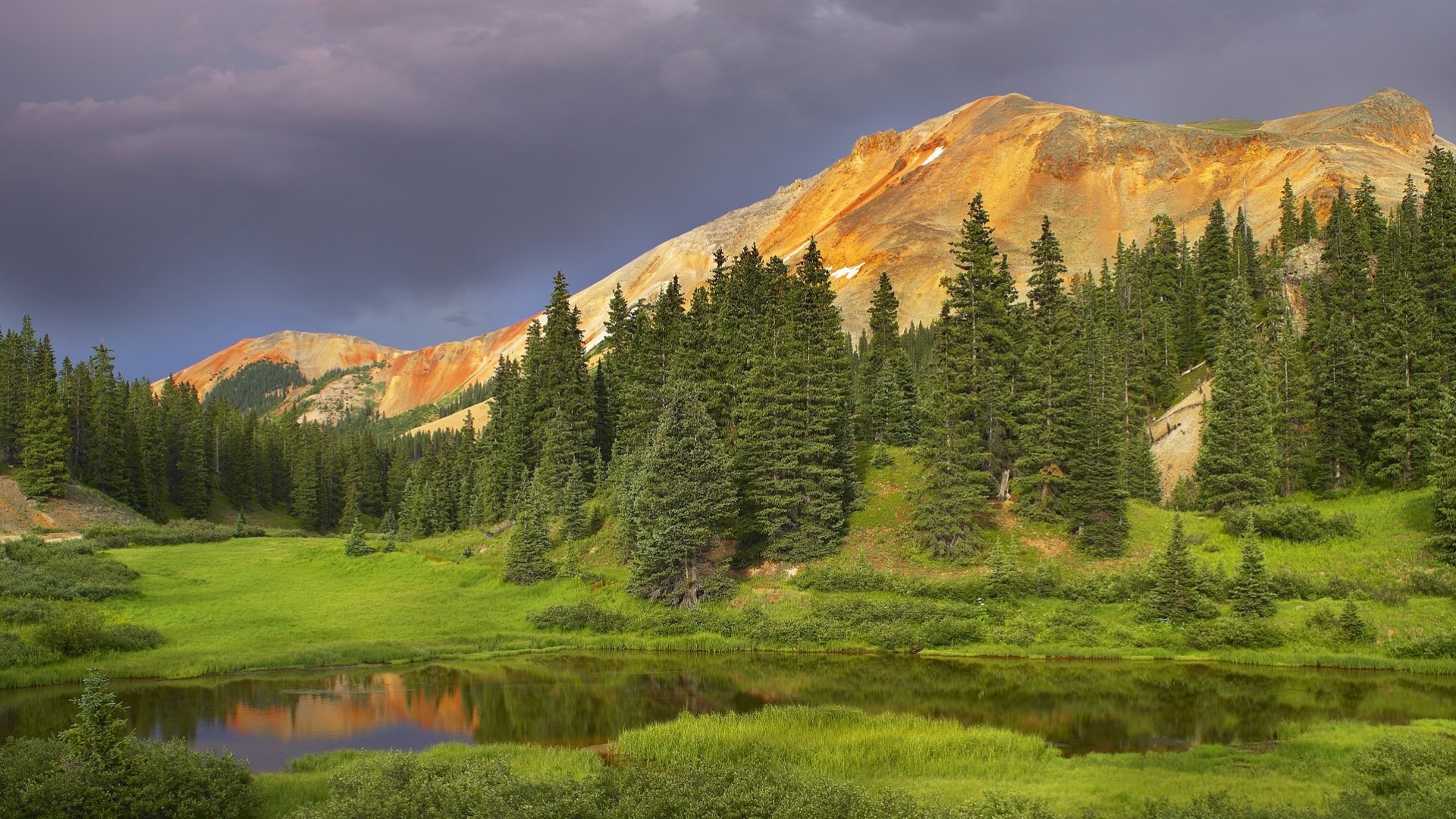 tree forest mountain baby nature