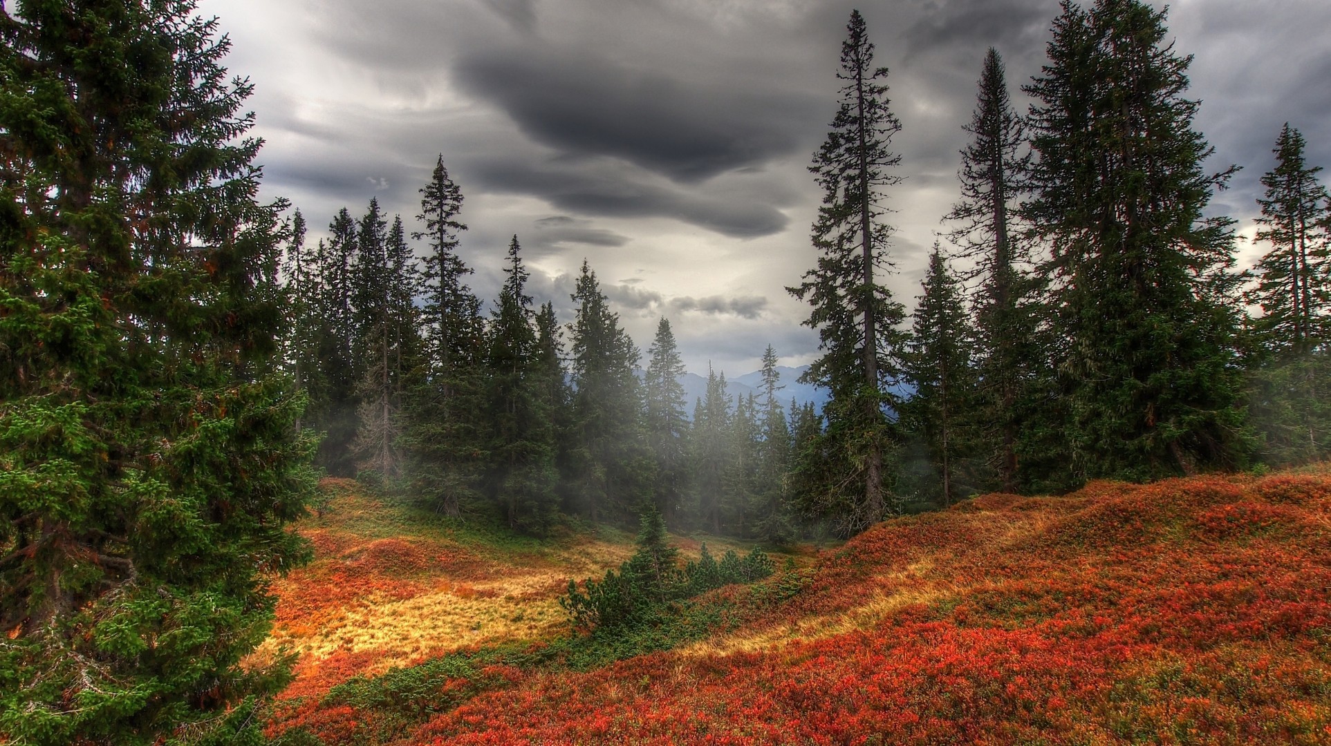 otoño árboles niebla bosque