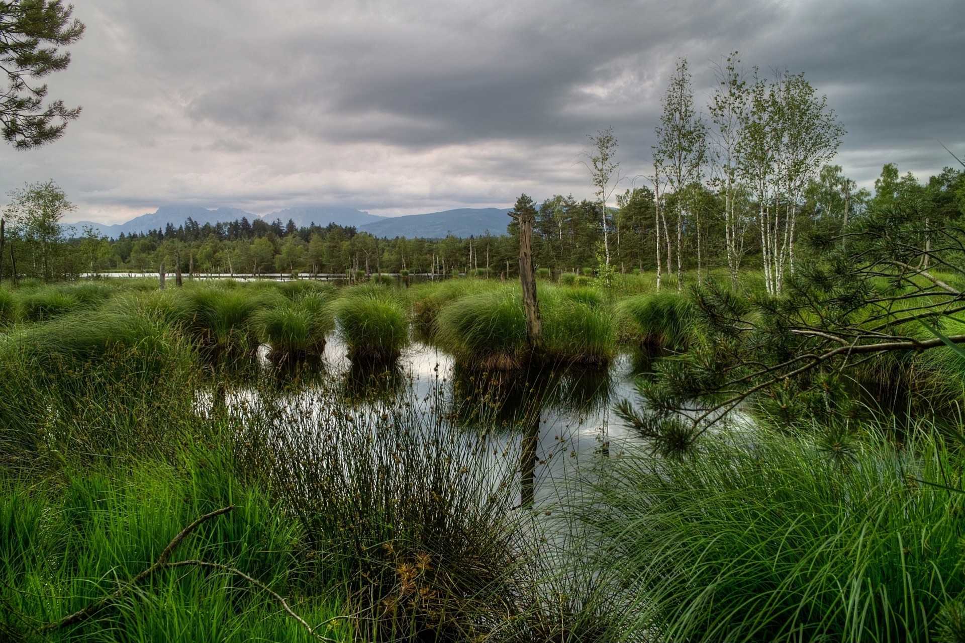 dossi natura palude alberi erba cielo baviera