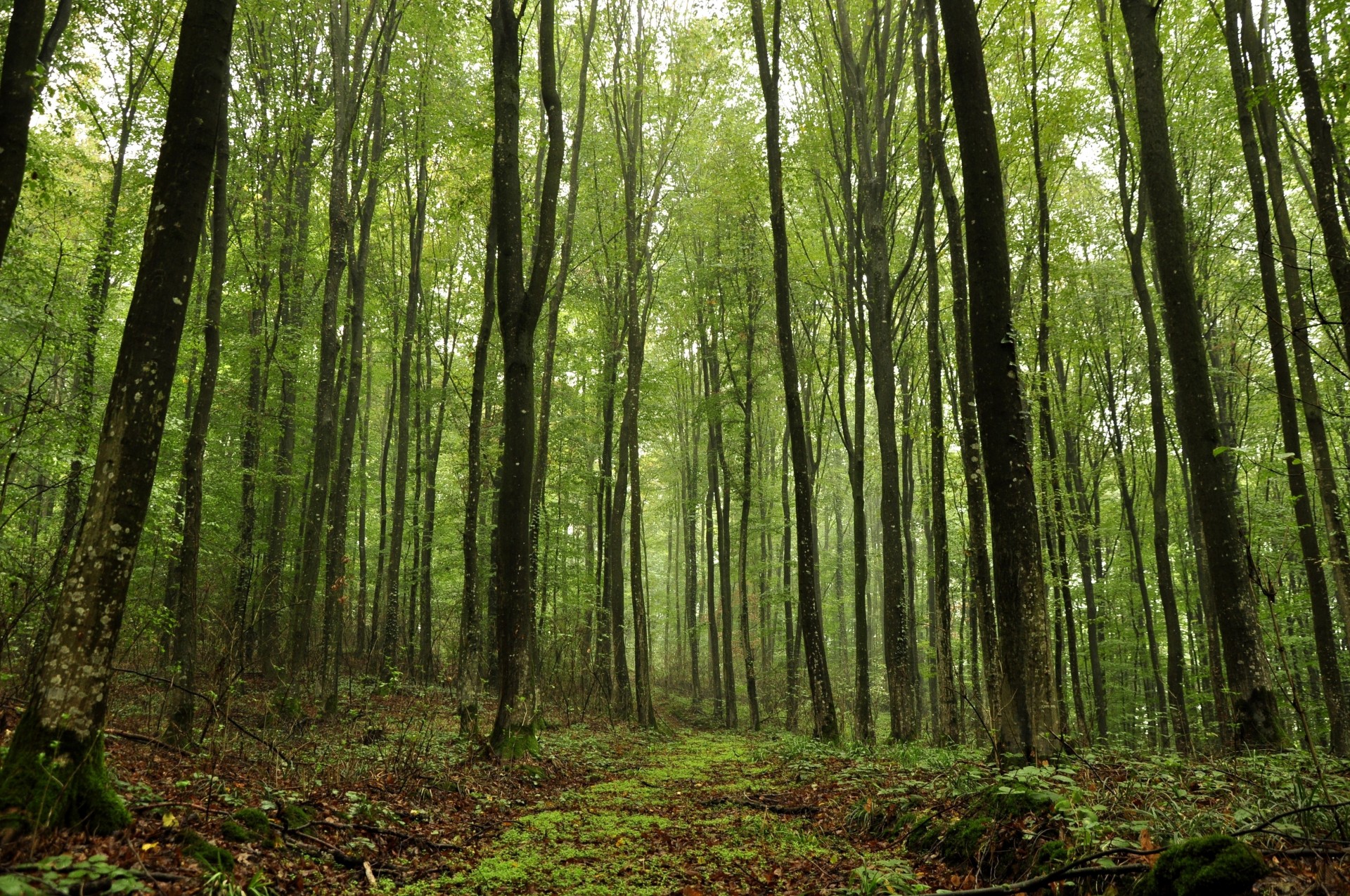 árboles bosque naturaleza