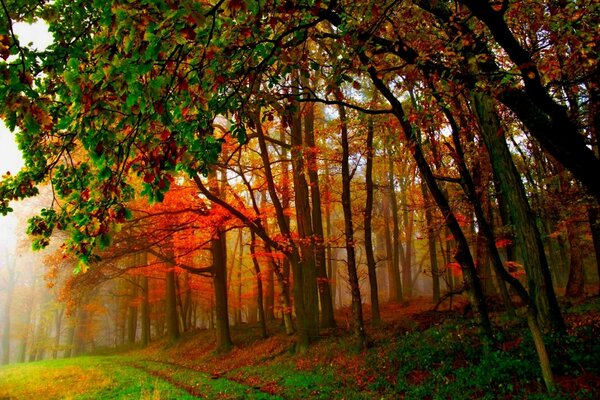 Яркий красочный осенний лес