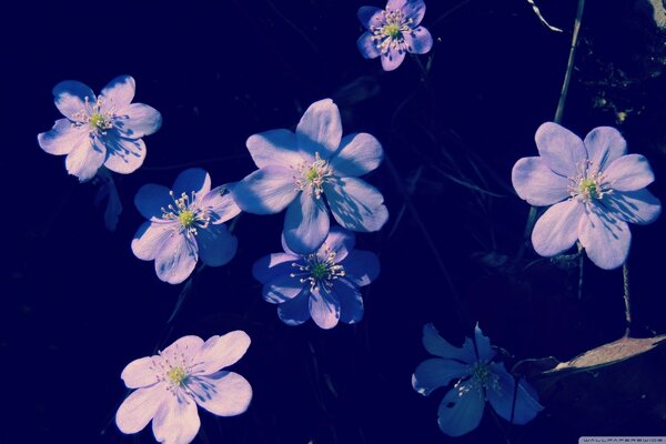 Flores de primavera por toda la ciudad