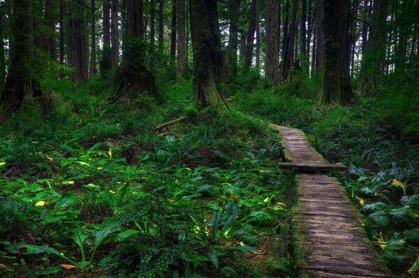 Im Wald einen Weg gefunden