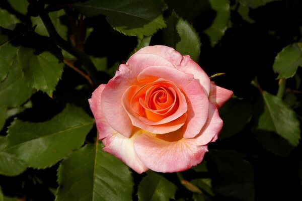 Le bourgeon rose rose est beau