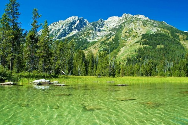 See mit grünem Wasser und Wald im Hintergrund der Berge